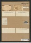 Coscinodiscus ovalis (Greg.) Ralfs. (de-Toni-Nr.: Genus 202, Species 4875) Zeichnungen Sammlung Grunow Nr. 8622 (NHMW-BOT-W0378014)